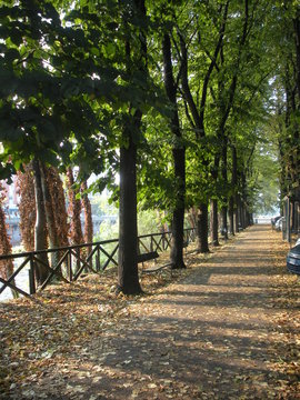 Viale alberato