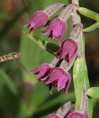 orchidea di bosco (Epipactis atrorubens)