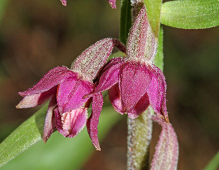 orchidea di bosco (Epipactis atrorubens) © gabriffaldi