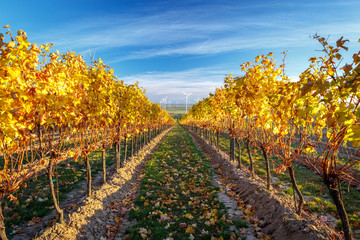 Obraz premium Vineyard in autumn after harvest at golden sunset