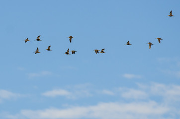 Large Flock of Wilson's Snipe Flying in a Blue Sky