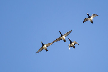 Four Ring-Necked Ducks Flying in a Blue Sky