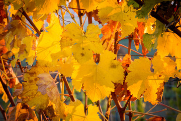 Grape leaves in autumn after harvest at golden sunset