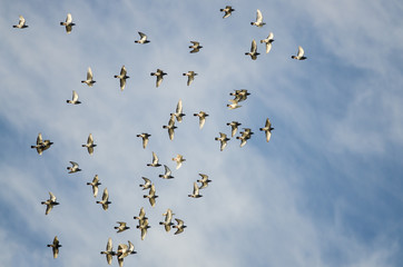 Flock of Rock Pigeons Flying in a Blue Sky