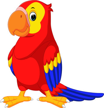 cute  macaw cartoon
