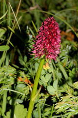 piccola orchidea profumata, nigritella (Nigritella nigra)