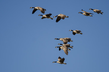 Flock of Canada Geese Flying in a Blue Sky