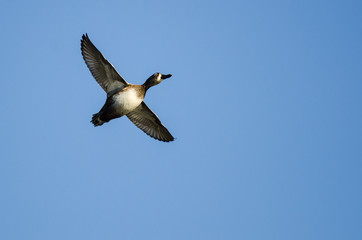 Ring-Necked Duck Flying in a Blue Sky