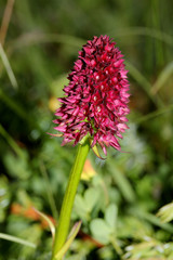 piccola orchidea profumata, nigritella (Nigritella nigra)