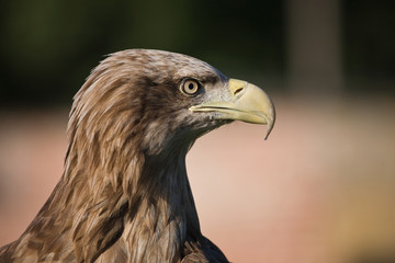 Golden Eagle