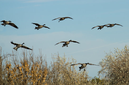 Flock of Canada Geese Coming in for a Landing in the Marsh