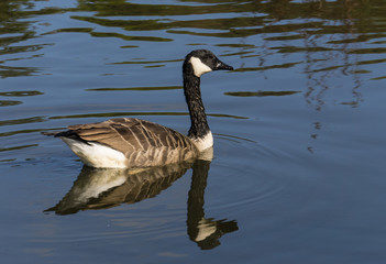 Canada goose(Branta canadensis) Reflecting in lake