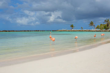 Flamingos on the beach