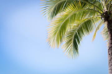 Fototapeta na wymiar The Coconut Tree Under Blue Sky With Copy Space Area