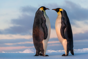 Fototapeta na wymiar Emperor penguins starig at each other