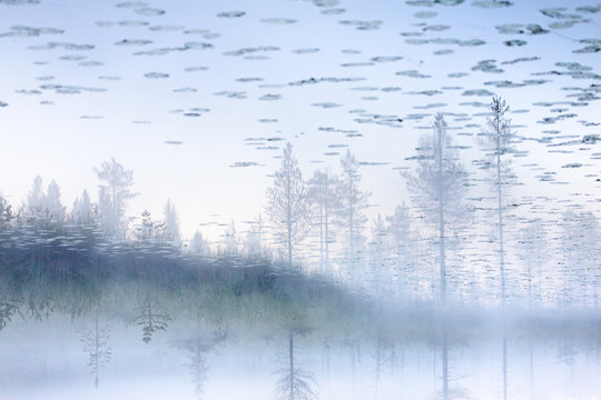 Trees reflected on lake, Lapland, Finland, Scandinavia, Europe 