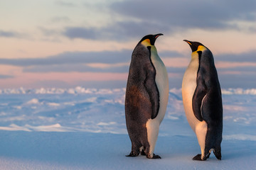 Two emperor penguins looking at each other during sunset