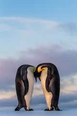 Fototapeten Emperor penguin couple putting heads together © Mario Hoppmann