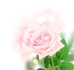 Fototapeta na wymiar Pink blooming rose bud over white background