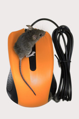 House mouse on a computer mouse