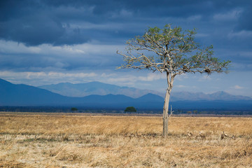 Lonely tree in the open savanna plains of East Africa