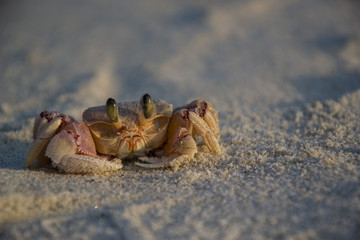 Fototapeta na wymiar crab on a beach of Tanzania