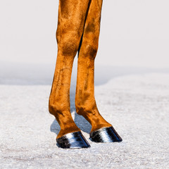Horse legs with hooves close-up. Skin of chestnut horse. Square format.