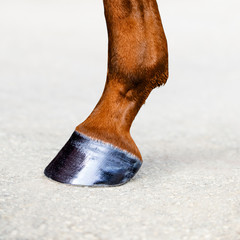 Horse leg with hoof. Skin of chestnut horse. Animal hoof close-up. Square format. - obrazy, fototapety, plakaty