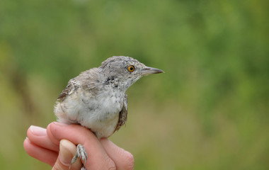 barred warbler (Sylvia nisoria)