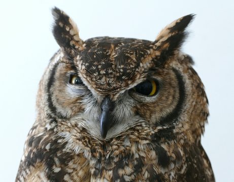 Close-Up Of Great Horned Owl Against White Background