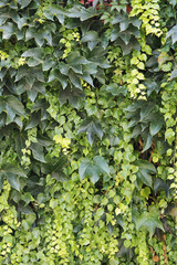Abstract plant wall background, The Green creeper plant