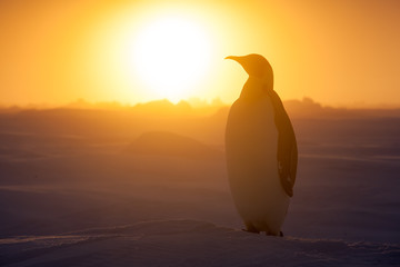 Emperor penguin on sea ice during sunset