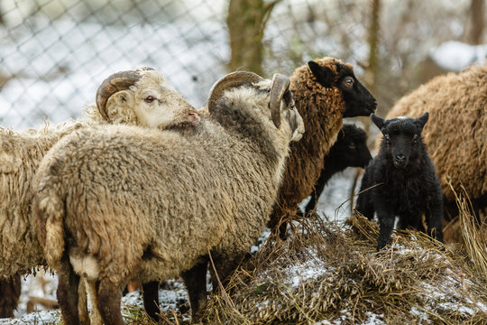 Домашние овцы на подворье