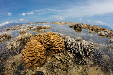 Corals Exposed to Air During Low Tide