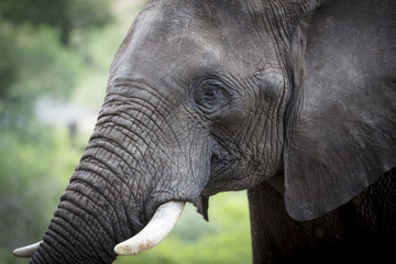 Fototapeta premium Elephant Portrait