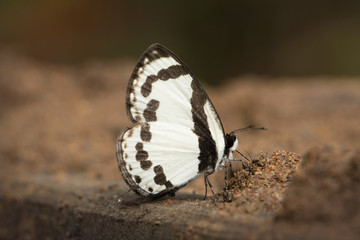Fototapeta na wymiar Butterflys in Thailand and Southeast Asia.
