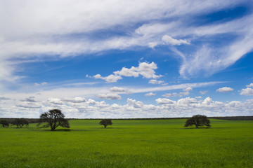 Pampas Landscape , Argentina