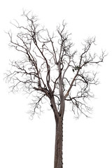 old dead tree isolated on white background