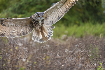 European Eagle Owl in Flight
