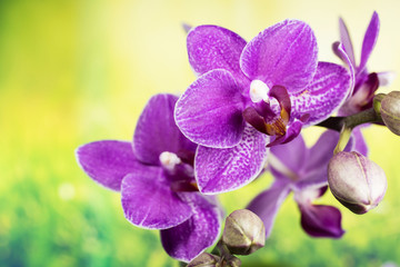 Fototapeta na wymiar Flowers - Orchidea, Orchid
