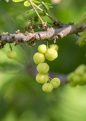 Star gooseberry fruit