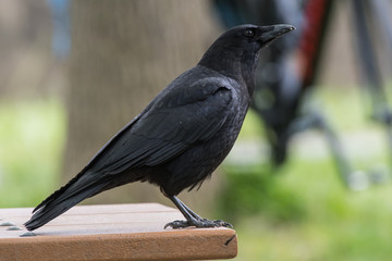 Black Crow on Edge of Picnic Table