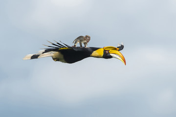 Monkey perched on a bird © chamnan phanthong