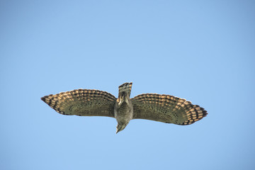 Mountain Hawk Eagle (Spizaetus nipalensis orientalis)