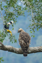 Beautiful bird, Mountain Hawk Eagle (Spizaetus nipalensis orientalis)