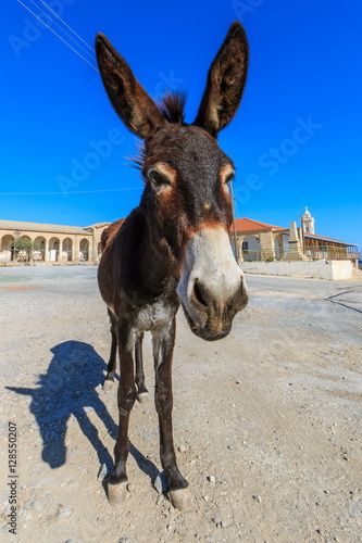 donkey in front of st andrews monastery apostolos andreas