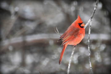 redbird