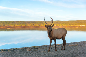 Young Elk on Lakeshore