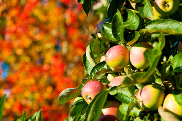 Reife Äpfel vor herbstlichem Hintergrund
