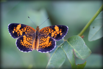 butterfly